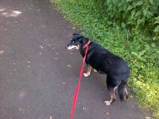 Walkies with Cassie